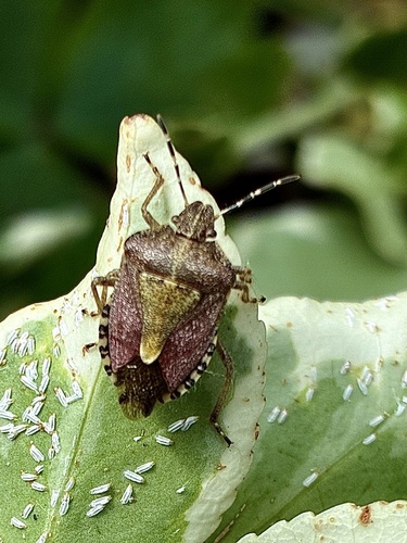 Sloe Bug