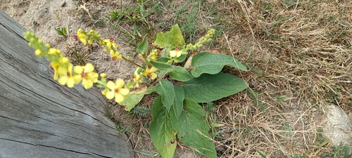 Dark Mullein