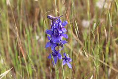 Delphinium parryi maritimum