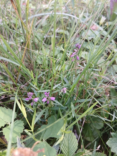 Polygala comosa, photograph 6