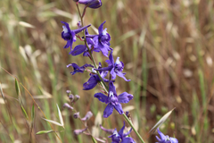 Delphinium parryi maritimum