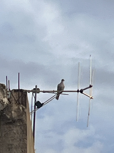 Eurasian Collared-Dove