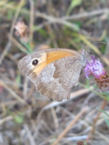 Meadow Brown