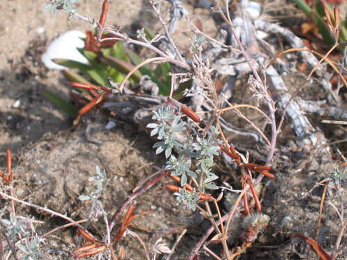 Lotus creticus, photograph 5