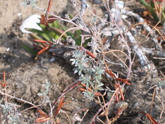 Crete Lotus (Lotus creticus)