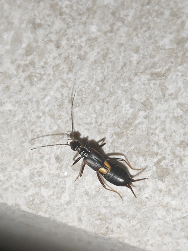 Eparchus insignis