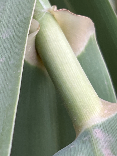 giant reed
