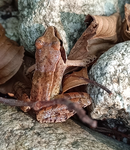 Agile Frog