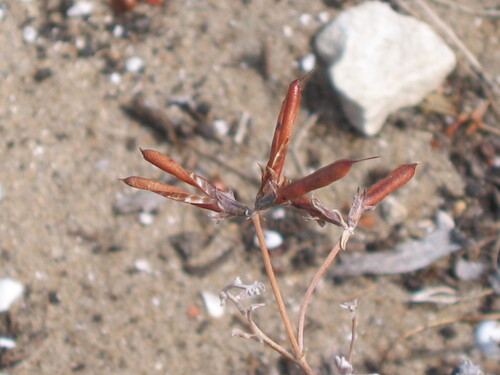 Lotus creticus, photograph 4