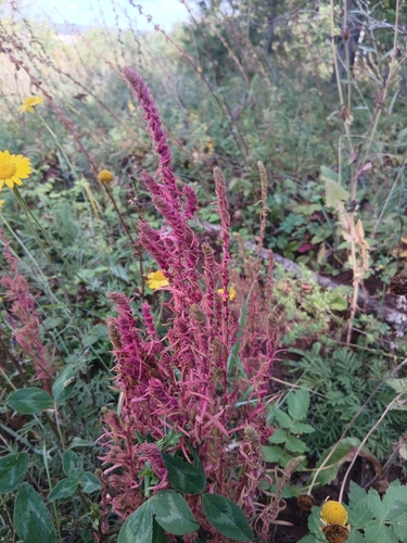 Amaranthus cruentus, photograph 3