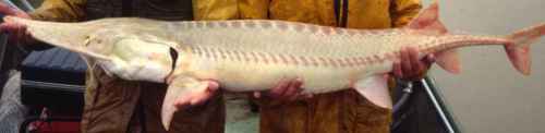 Pallid Sturgeon
