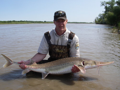 Pallid Sturgeon