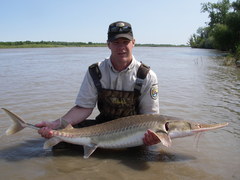 Pallid Sturgeon photo 5