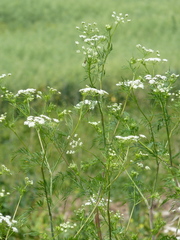 Chaerophyllum bulbosum
