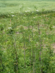 Chaerophyllum bulbosum
