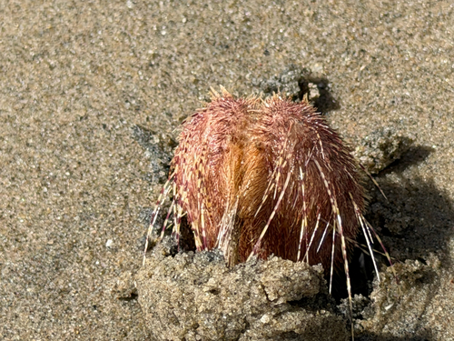 Lovenia elongata observed 2026-08-14