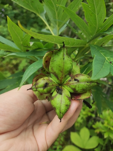 Paeonia delavayi observed 2026-07-23