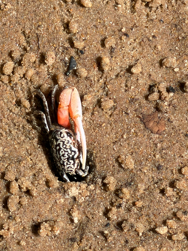 East African Fiddler Crab