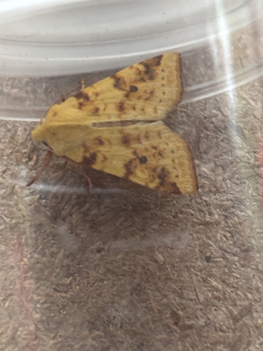 The Sallow