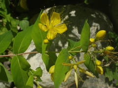 Hypericum hircinum