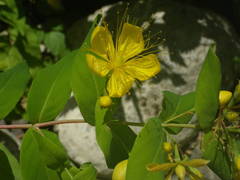 Hypericum hircinum