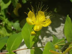 Hypericum hircinum