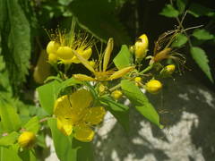Hypericum hircinum
