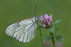 Aporia crataegi