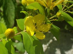 Hypericum hircinum