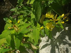 Hypericum hircinum