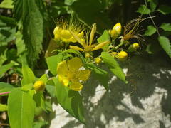Hypericum hircinum