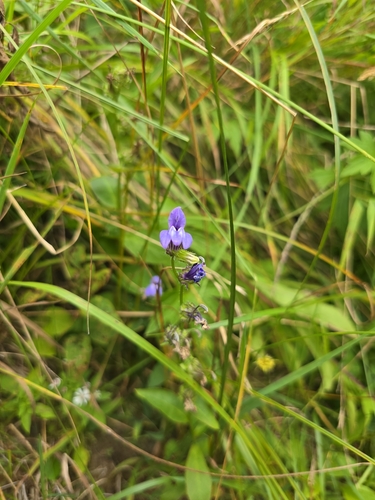great blue lobelia