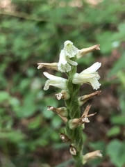 Spiranthes sylvatica