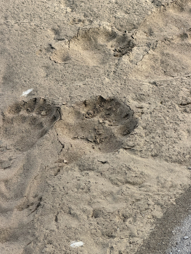 Black Bear sighting near Baffin