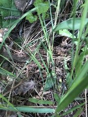 Dichanthelium angustifolium