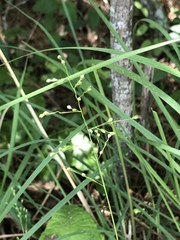 Dichanthelium angustifolium