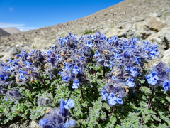 Nepeta longibracteata