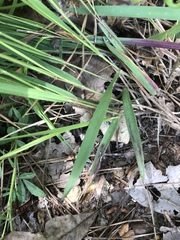 Dichanthelium angustifolium