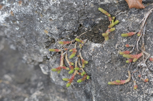 Biting Stonecrop