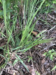 Dichanthelium angustifolium