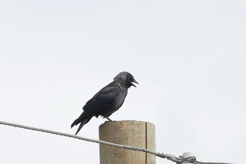 Eurasian Jackdaw