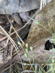 Dichanthelium angustifolium