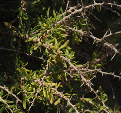 Lycium schweinfurthii