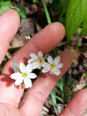 Sisyrinchium albidum