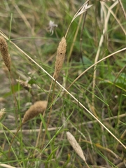 Phleum arenarium, photograph (c) Matthew Flood, some rights reserved (CC BY)