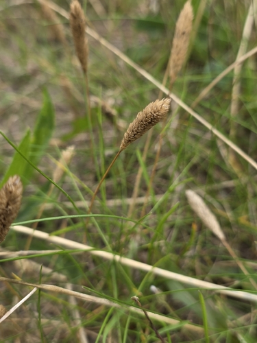 Phleum arenarium, photograph 5