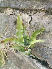 Asplenium scolopendrium