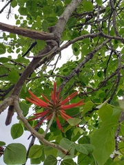 Erythrina americana