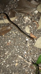 Coniophanes schmidti