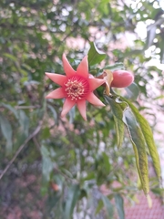 Punica granatum